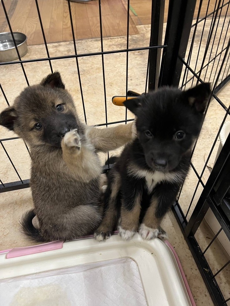 里親募集の仔犬2匹です