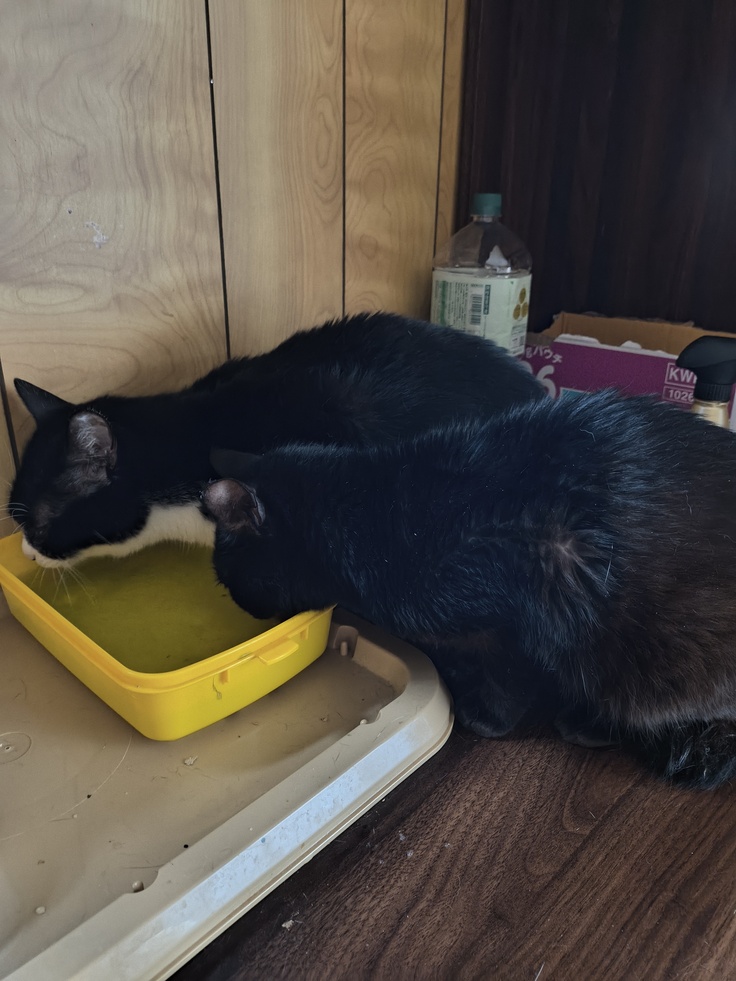 キャリアのフリー部屋