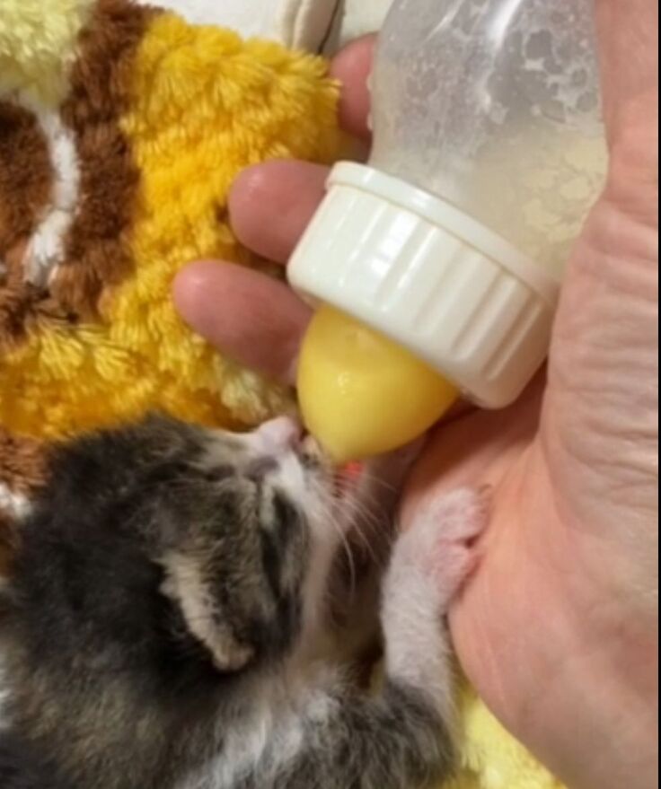 ミルク美味しい