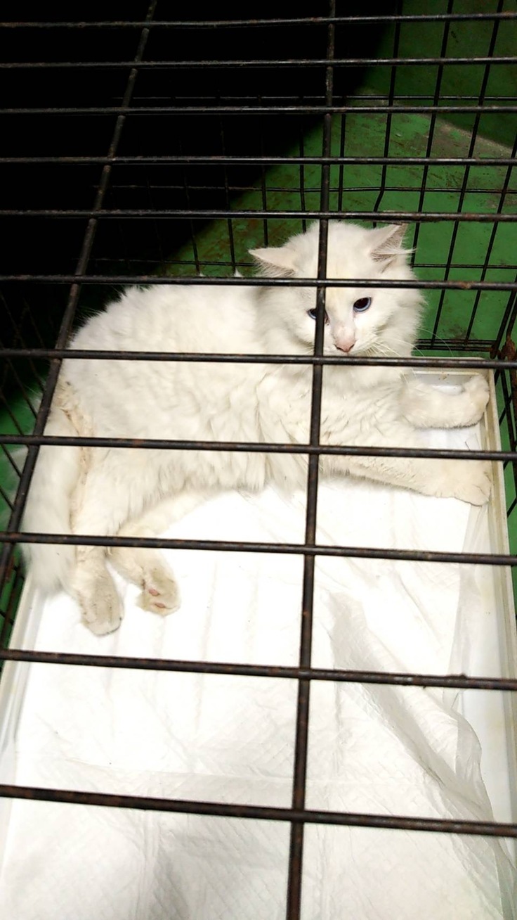 愛護センターに収容されていたバニラを迎えに行ったところ。