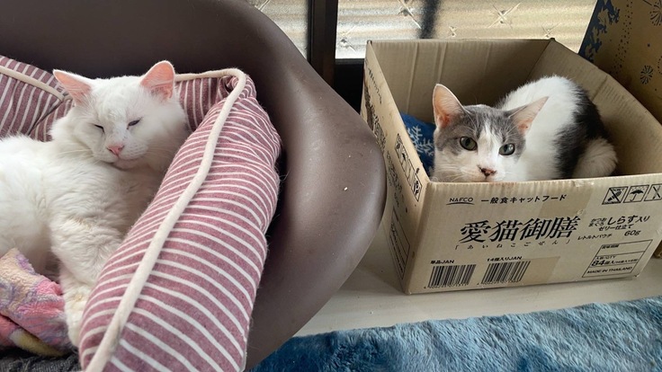 ウトウトして気持ちよさそうなお顔のバニラ