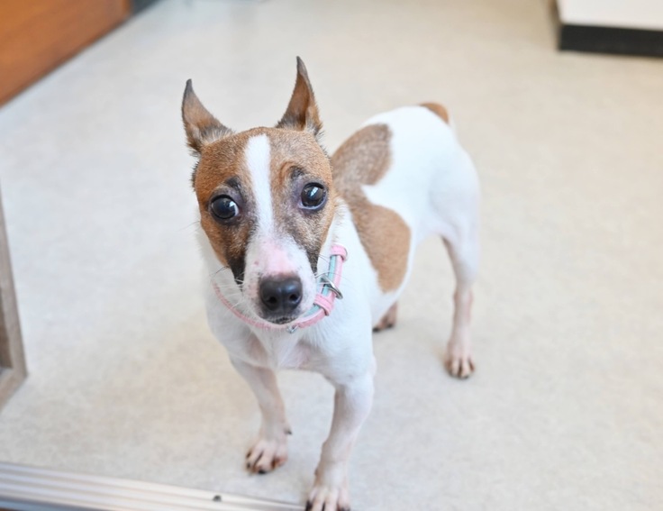 プリウスちゃん