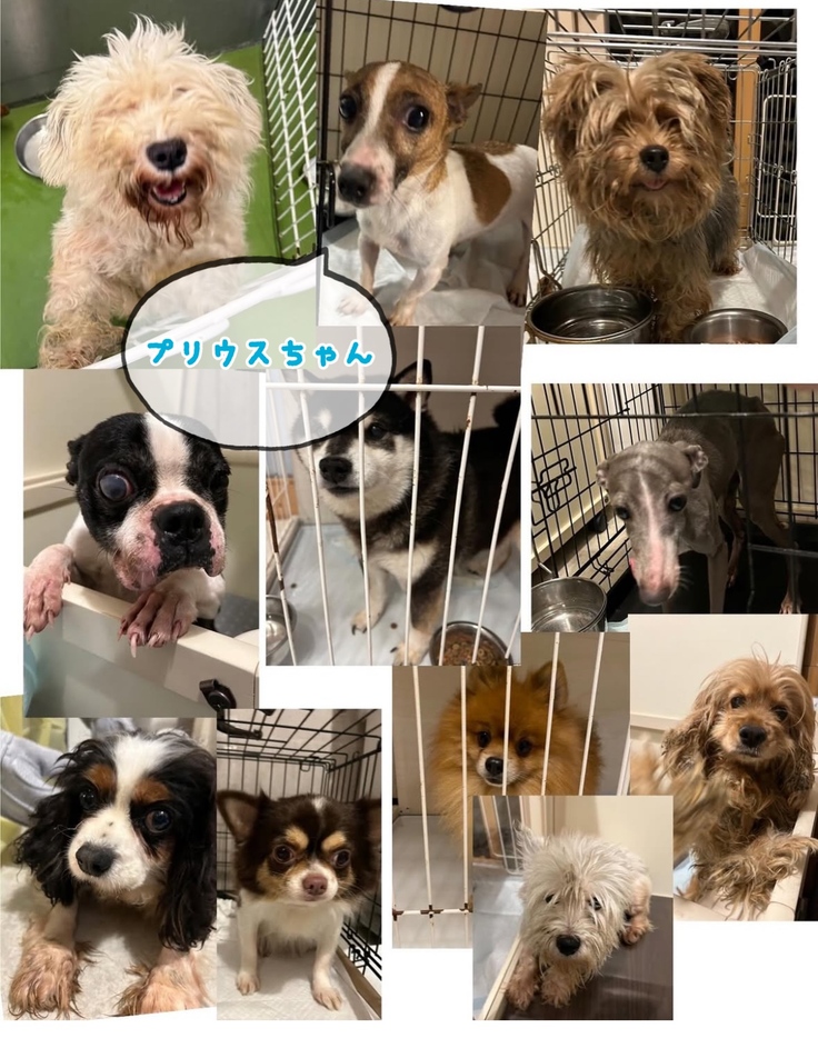 プリウスちゃん保護当時