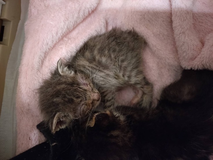 小さな赤ちゃんの頃、チョコ