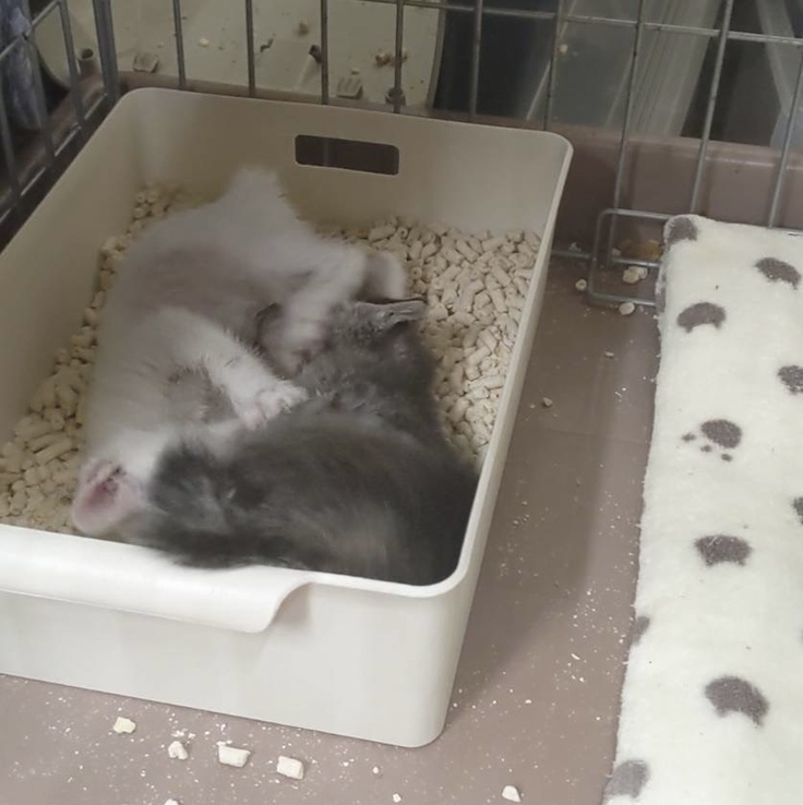 身体が小さかったので小さなトイレで寝ている2匹…笑