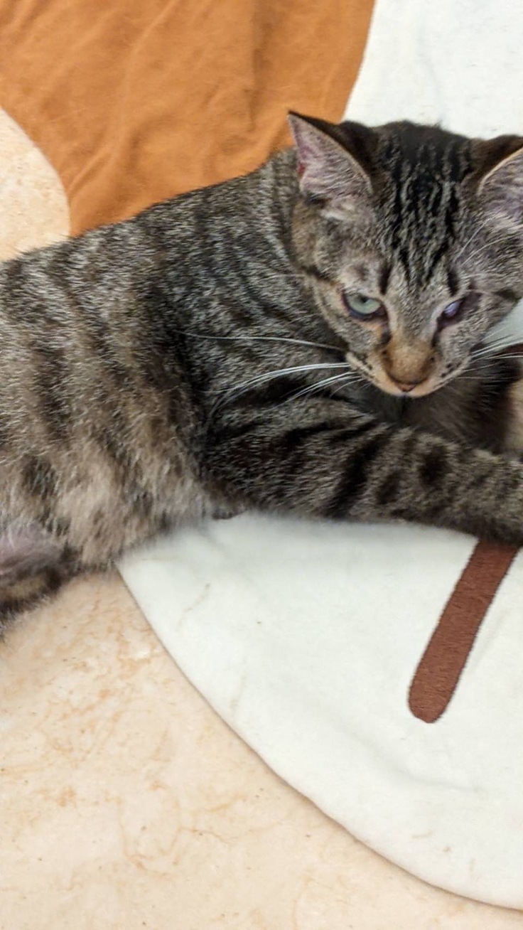 成長したチョコちゃん