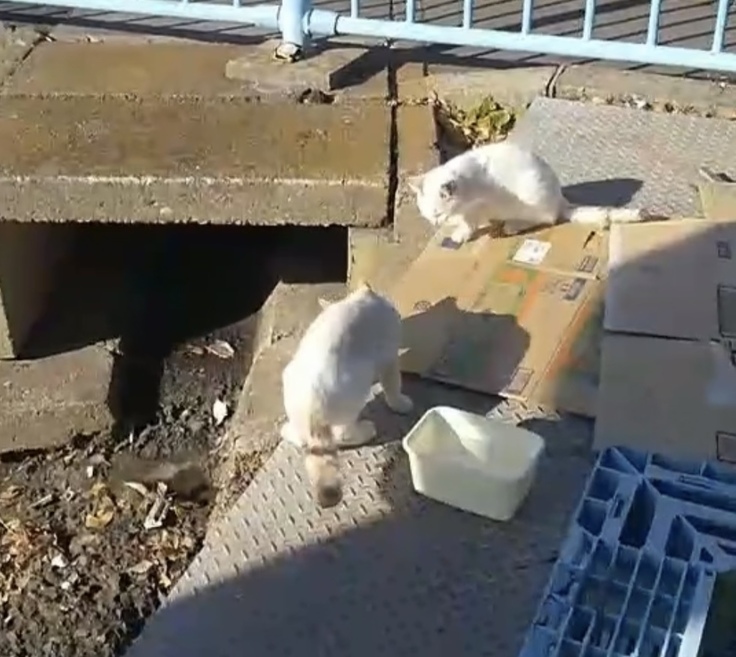 捨てられていたルルと兄妹