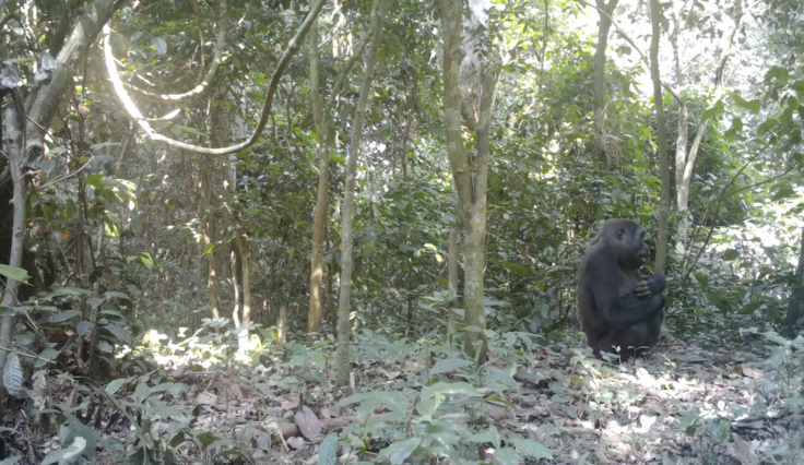 カメラトラップに写ったオスゴリラ