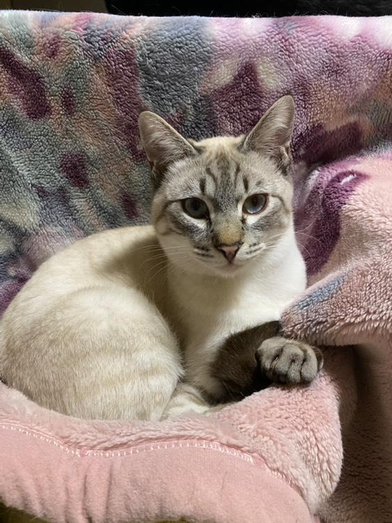 猫白血病のアズ