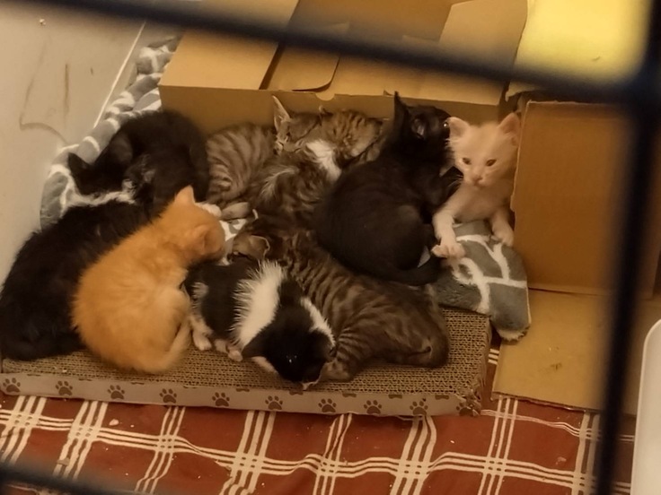 Lienにて保護した直後の写真