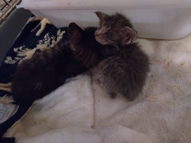 小さすぎる仔猫の写真