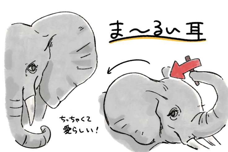 マルミミゾウのマルいミミ