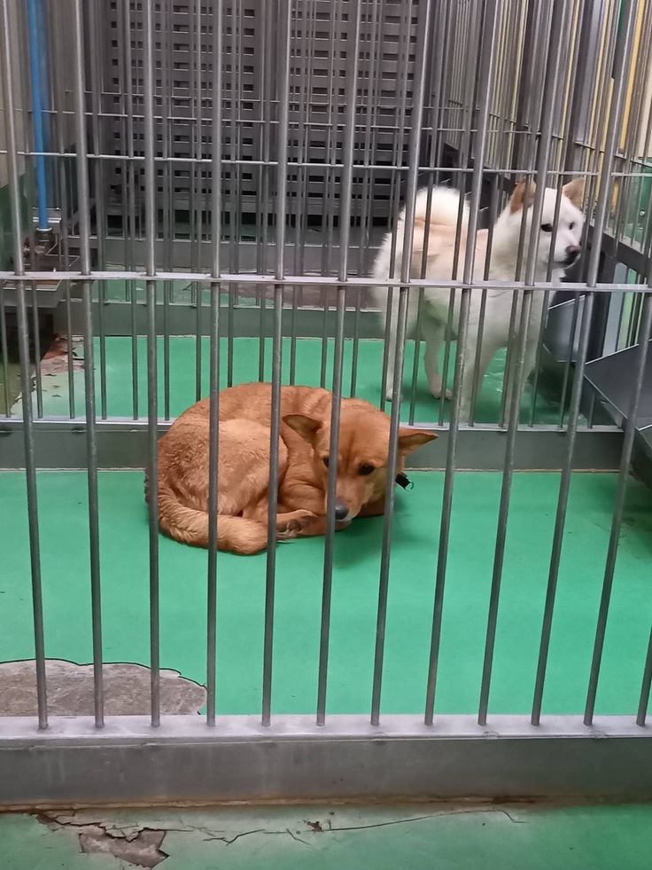 愛護センターに収容中のステラ。