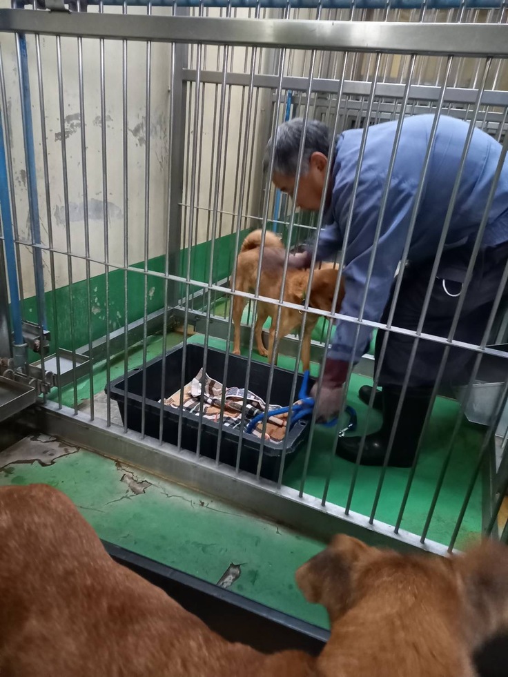 お部屋に毛布を置いてもらうステラ