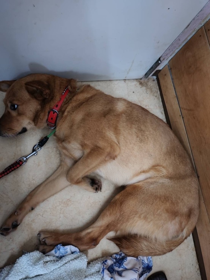 毛布があるのに、床の上て寝転ぶステラ