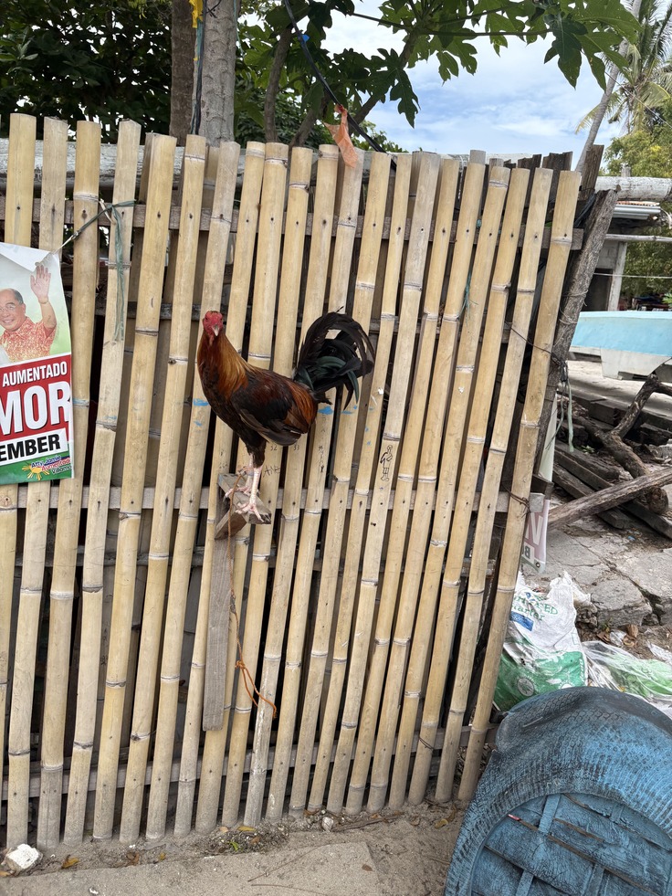 島にたくさんいるニワトリ