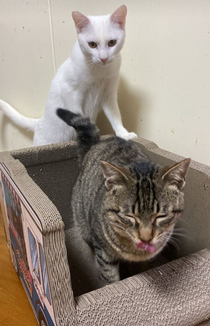 ありがとうございます！