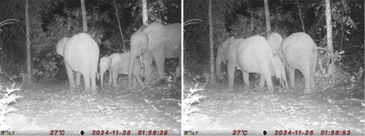 マルミミゾウの家族