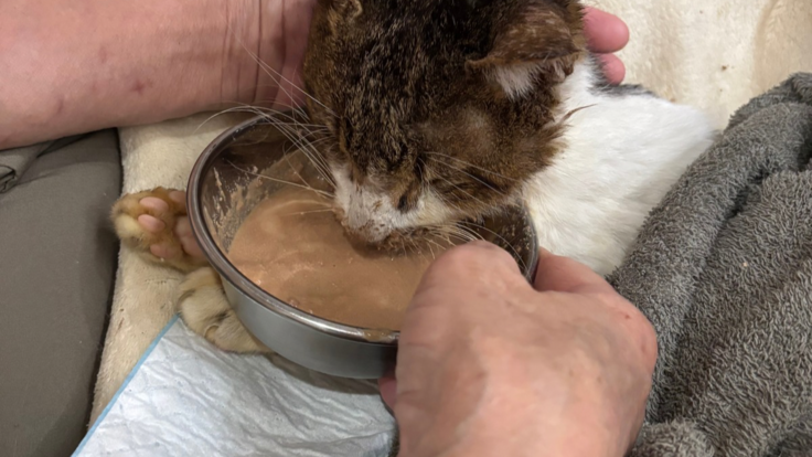 ご飯が食べられるようになったおハゲちゃん