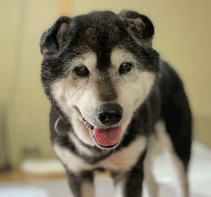 しゃちほこくん