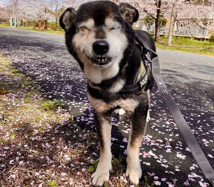 お散歩大好き♡