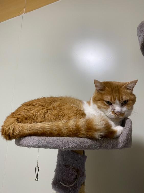 ボランティアさんから