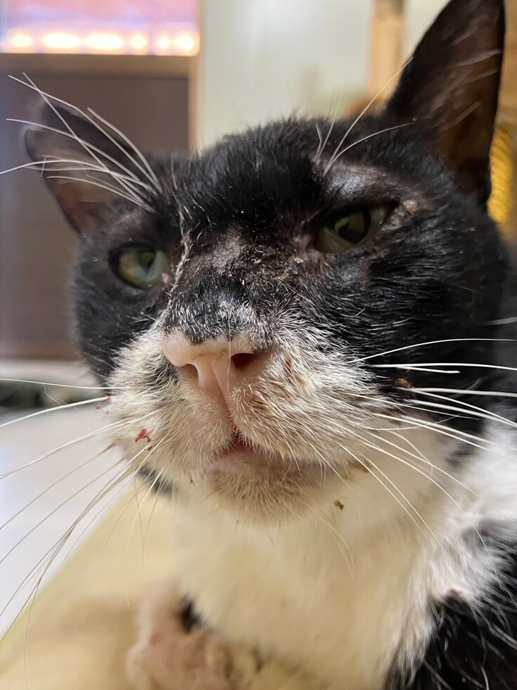 ダブルキャリアのぽうぽうくん