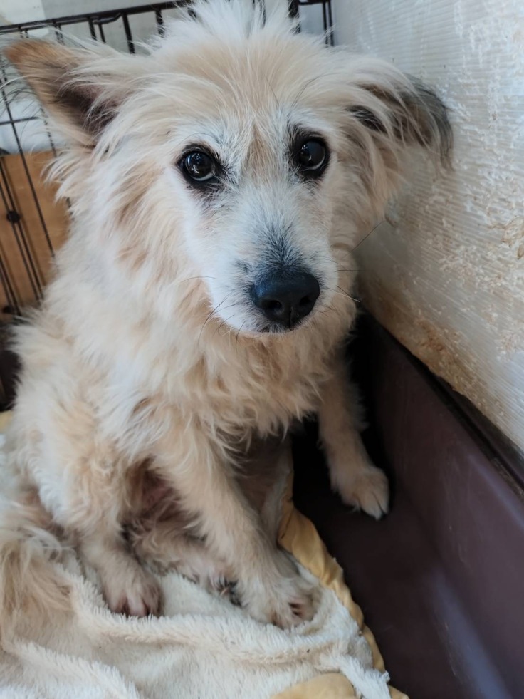 大きなお目目とフワフワな毛のジニィーくん