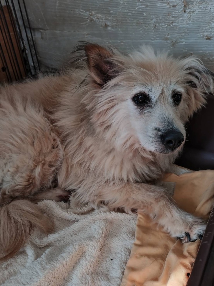 ジニィーくん、里親さん募集中です。