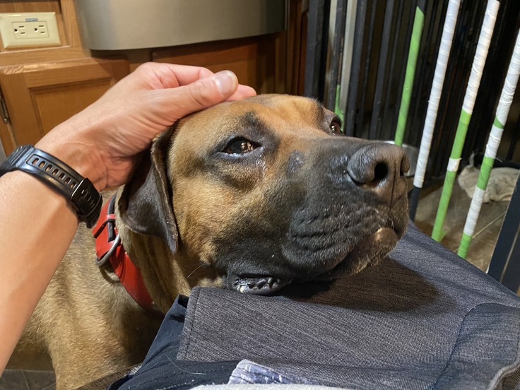 土佐犬マーコ避妊手術に出発