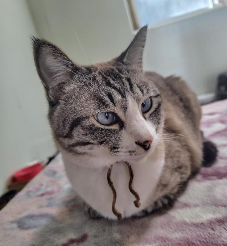 今年5歳のアオイ