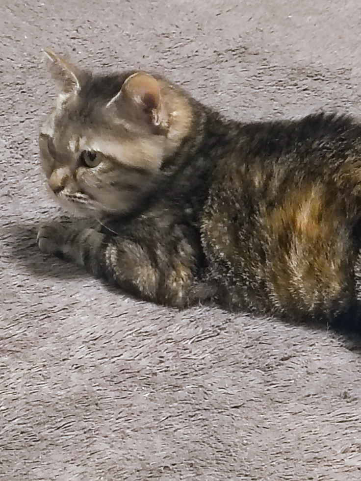 猫白血病のちーちゃん　