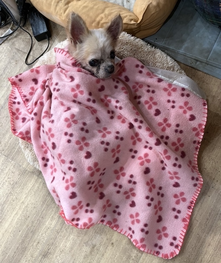 お布団にくるまる可愛いランちゃん