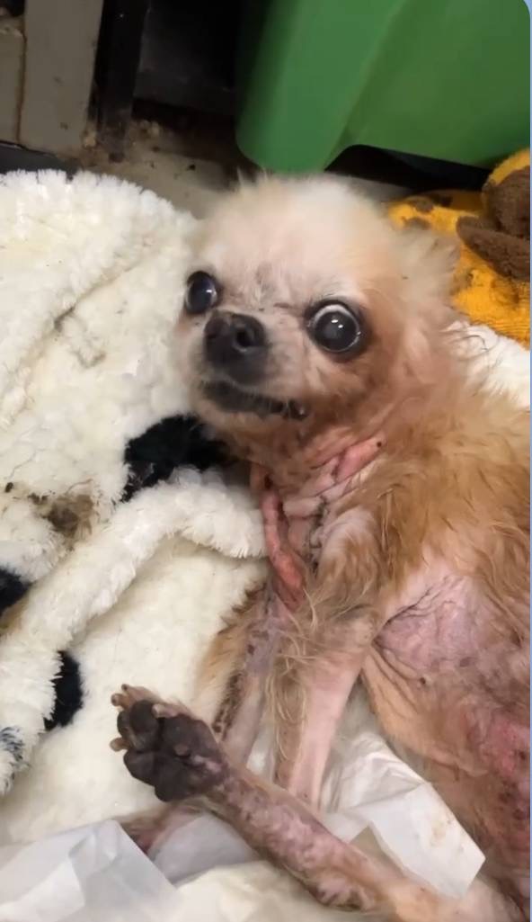 お泊まり中、元気に吠えていたランちゃん