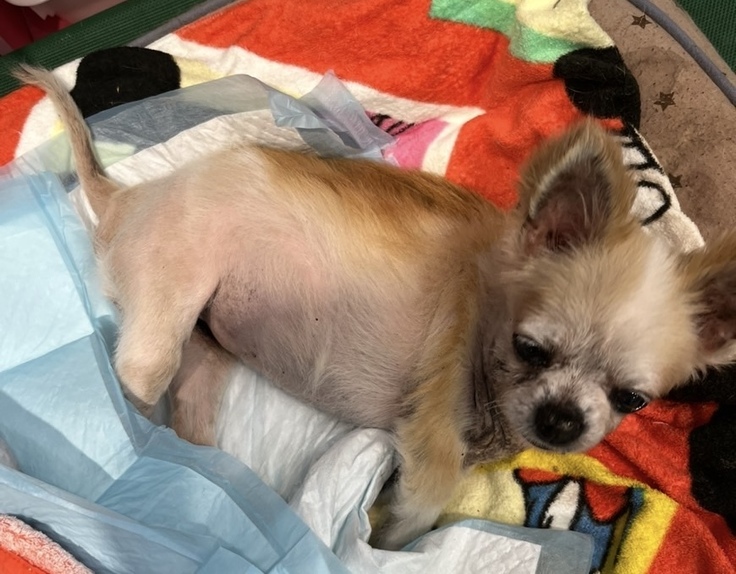 高齢犬、ランちゃんの写真。