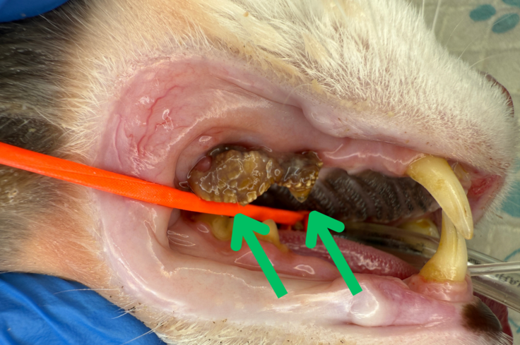 歯石　歯周病の猫さんの口