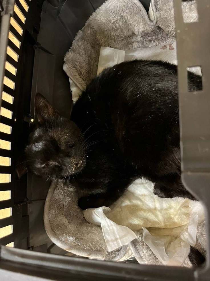 ひじきの写真。