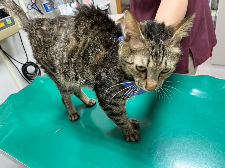 受診中の保護猫ちゃんの写真。