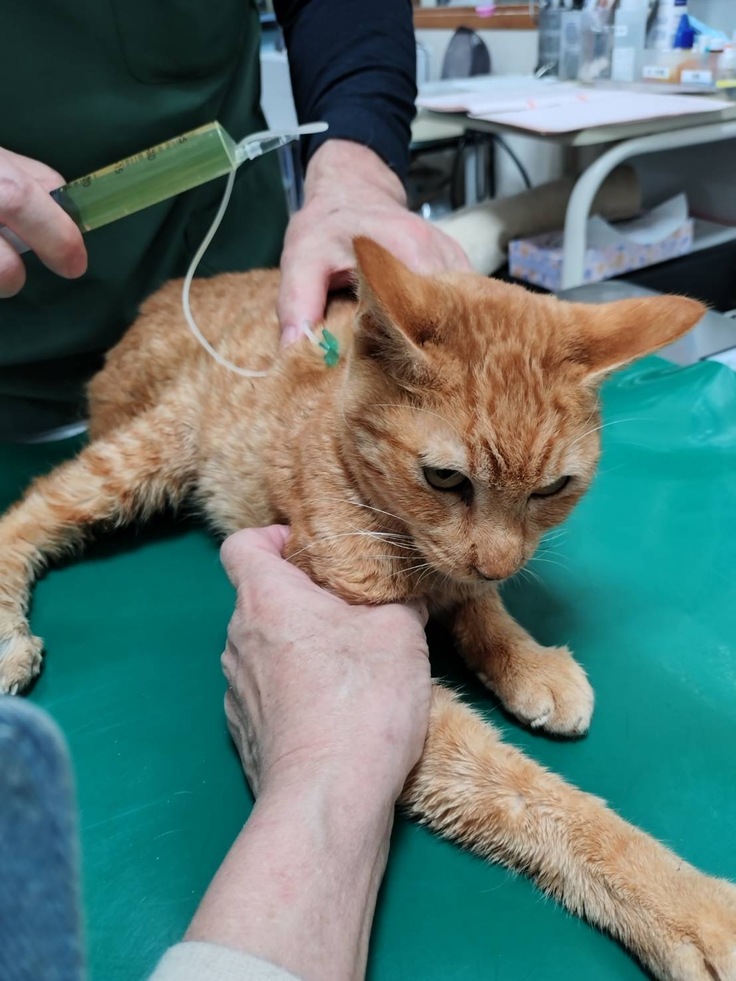 点滴中の写真。