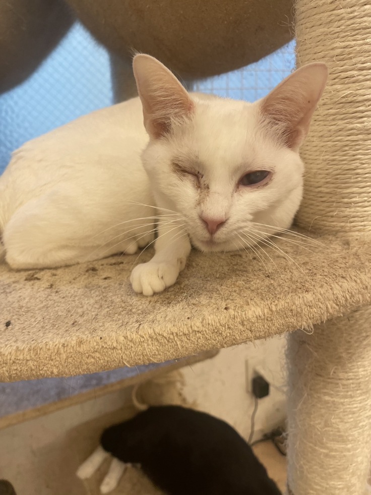 元気になったマシュ。