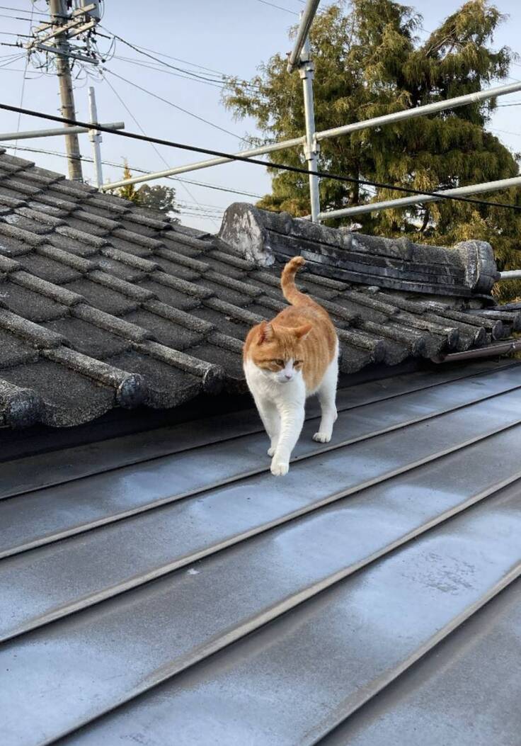 茶太郎くんが現場確認中