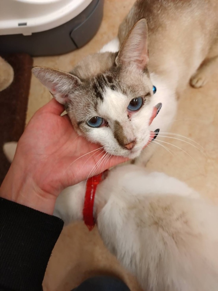 瞳がロイヤルブルーな猫ちゃんの写真