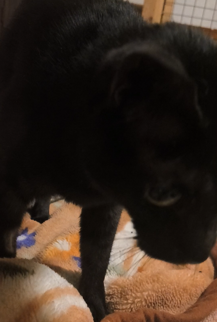 おもちゃが気になる