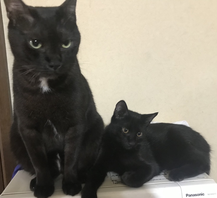 チビクロと一緒