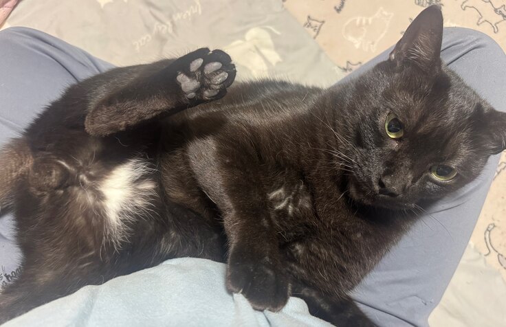 甘えてるクロちゃん