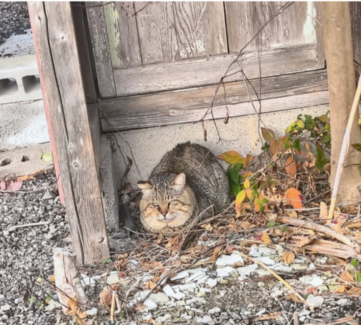 毎年子猫が生まれる