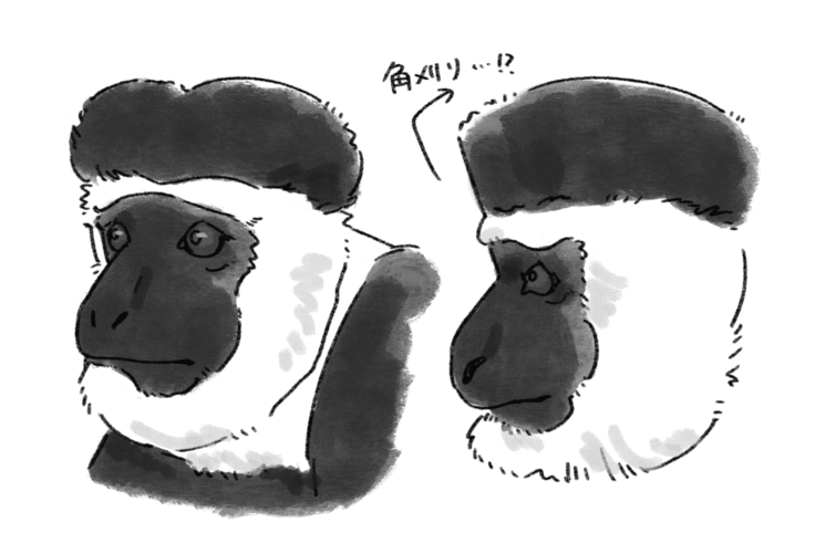 アビシニアコロブスの顔