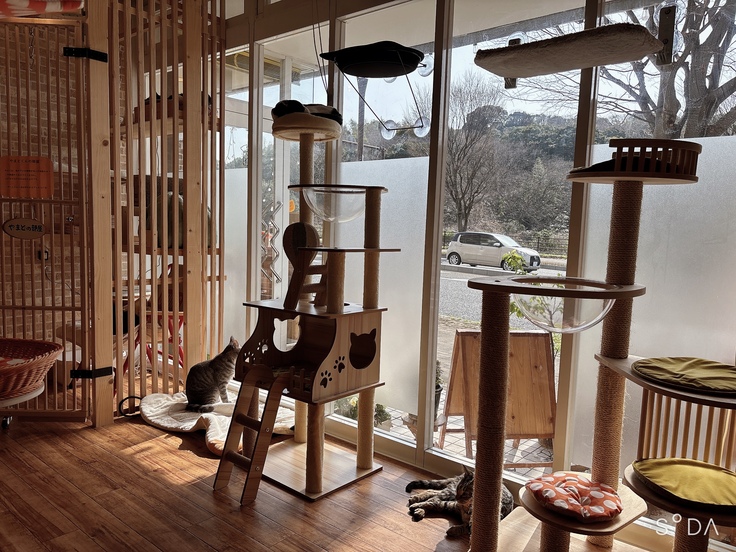 保護猫カフェこてまる紹介写真