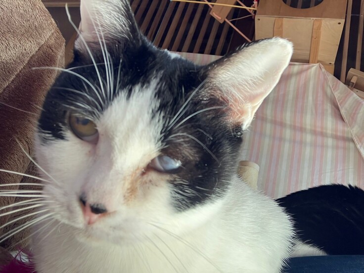 問題案件から保護されたレイ