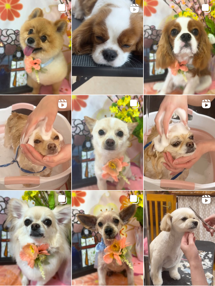 ふりふり紹介写真